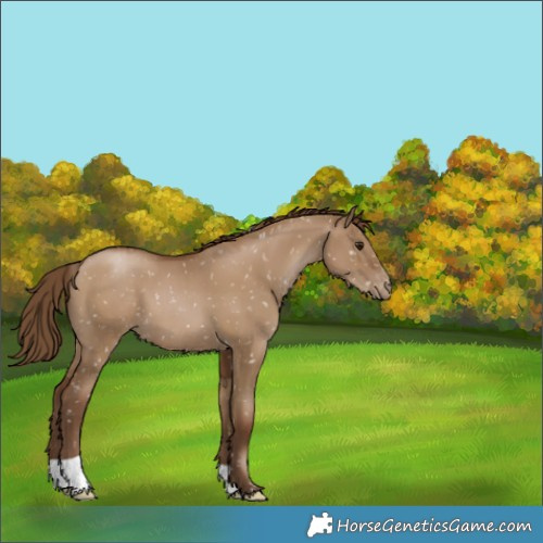 Horse Color:Gray Grullo Pearl Appaloosa 