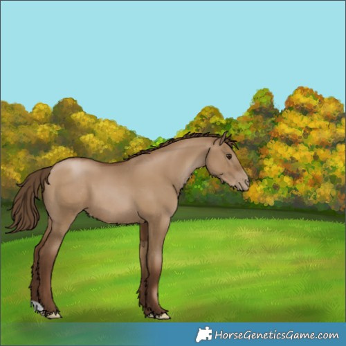 Horse Color:Gray Grullo Pearl 