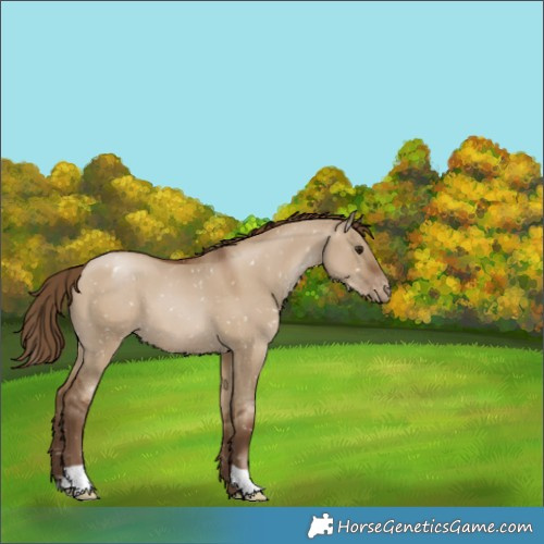 Horse Color:Gray Grullo Pearl Appaloosa 