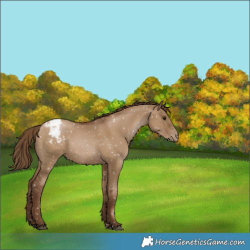 Horse Color:Gray Grullo Pearl Appaloosa
