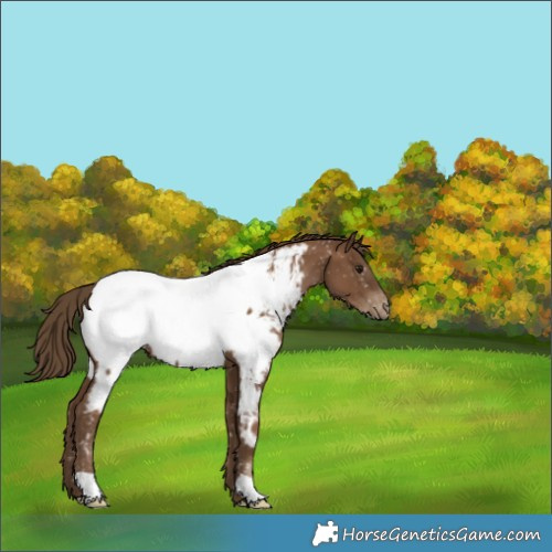 Horse Color:Gray Black Pearl Appaloosa