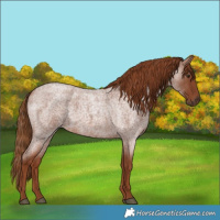 Horse Color:Red Roan 