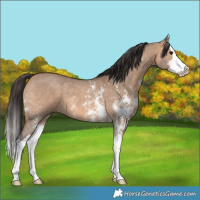 Horse Color:Bay Dun Sabino Splash 
