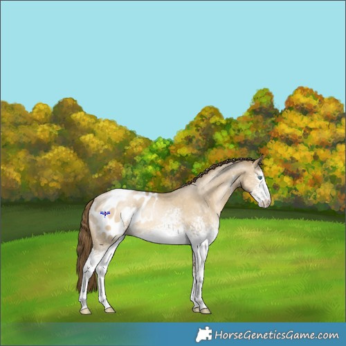 Horse Color:White Spotted Smoky Grullo Pearl Sabino Appaloosa Rabicano 