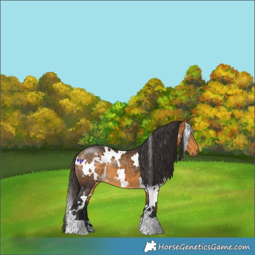 Horse Color:White Spotted Buckskin 