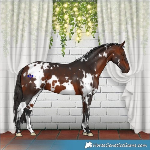 Horse Color:White Spotted Bay 