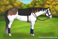 Horse Color:Buckskin Splash 