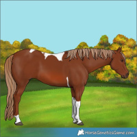 Horse Color:Chestnut Tobiano 