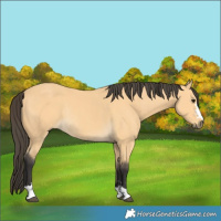 Horse Color:Buckskin Rabicano 