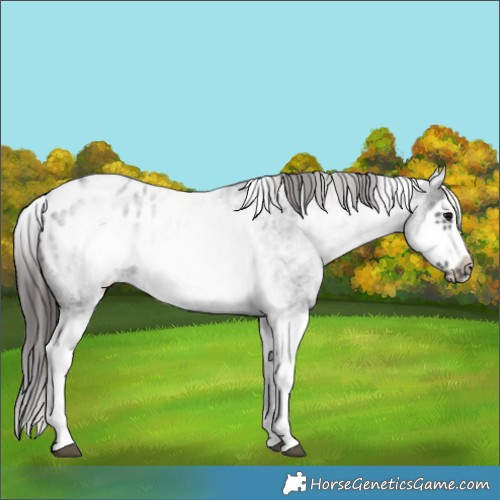 Horse Color:White Spotted Blue Roan Splash Frame Appaloosa 