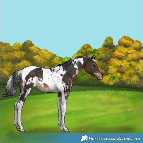 Horse Color:White Spotted Brown Tobiano Rabicano 