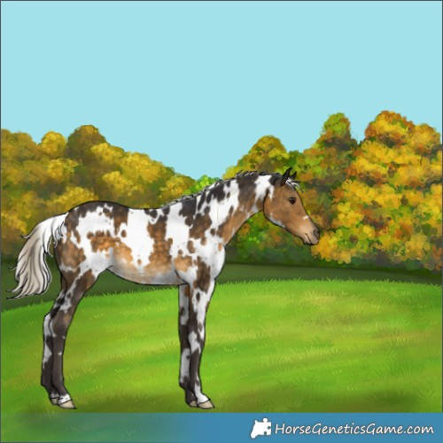 Horse Color:White Spotted Silver Buckskin 
