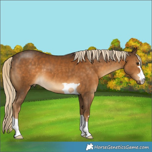 Horse Color:Chocolate Palomino 
