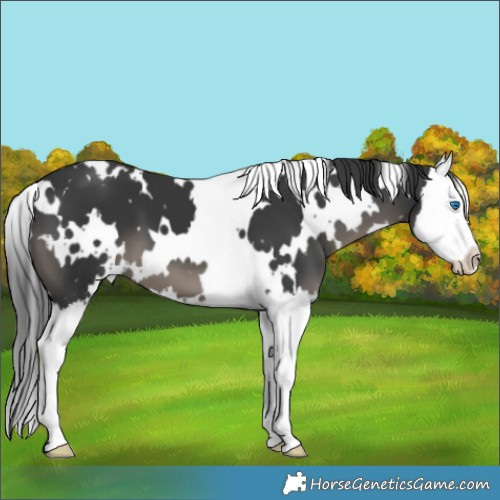 Horse Color:White Spotted Black Splash 