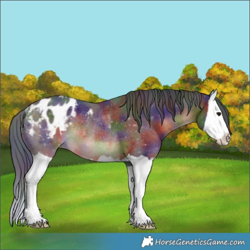 Horse Color:Nacre Brown Splash Appaloosa Rabicano