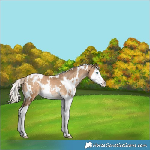 Horse Color:White Spotted Chocolate Palomino Pearl Splash Appaloosa 