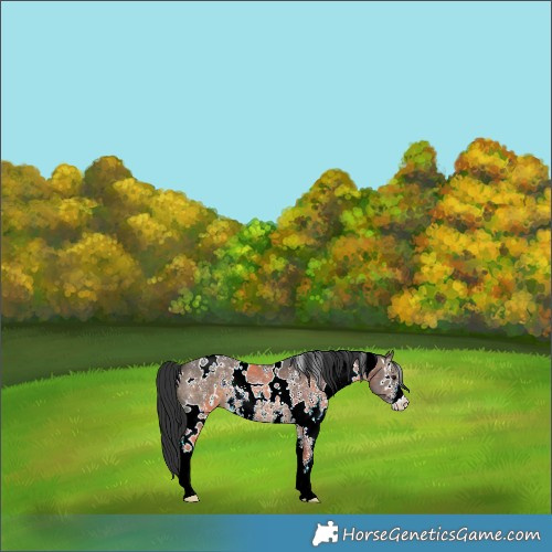 Horse Color:White Spotted Brown Dun Sabino