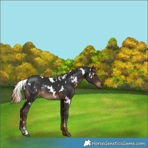 Horse Color:Gray White Spotted Liver Chestnut Rabicano 