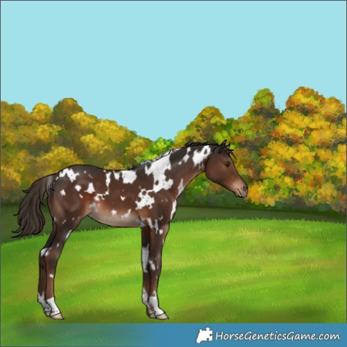 Horse Color:White Spotted Liver Chestnut 