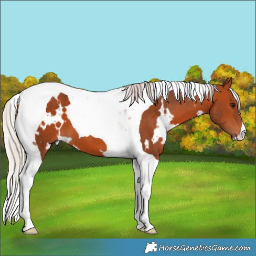 Horse Color:White Spotted Silver Bay Tobiano 