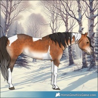 Horse Color:Bay Tobiano 