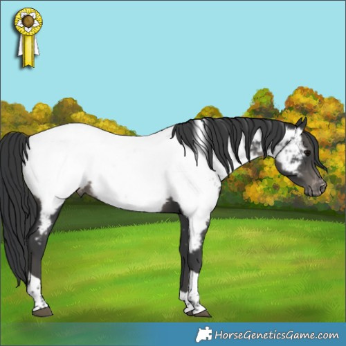 Horse Color:Black Tobiano Appaloosa 