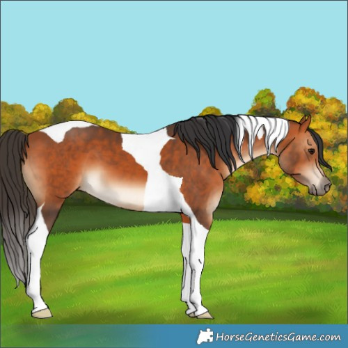 Horse Color:Bay Tobiano 