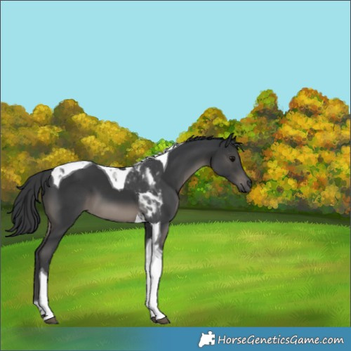 Horse Color:Black Tobiano 