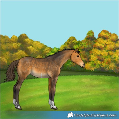 Horse Color:Buckskin Tobiano 