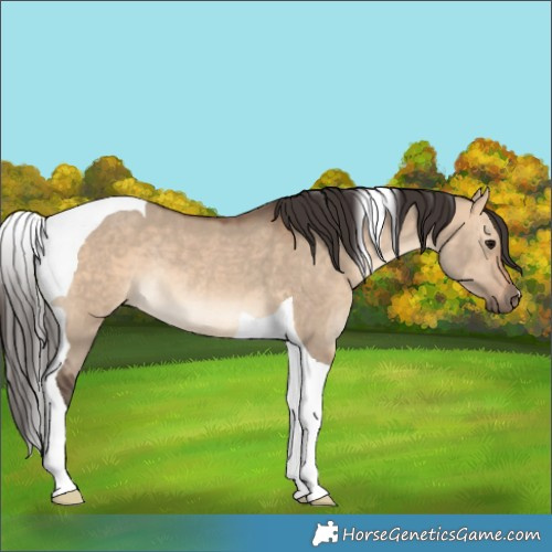 Horse Color:Bay Dun Tobiano Rabicano 