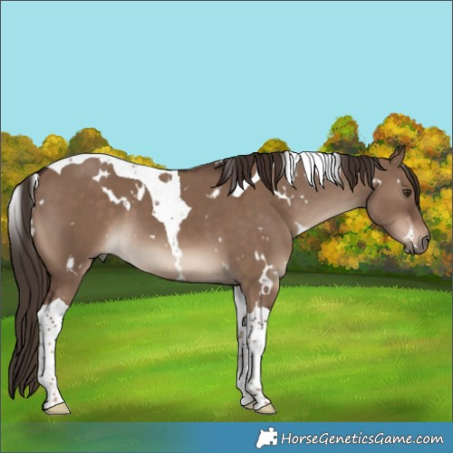 Horse Color:White Spotted Liver Red Dun Tobiano 