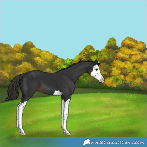 Horse Color:White Spotted Liver Chestnut Splash 