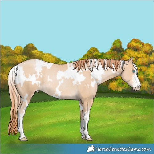 Horse Color:White Spotted Buckskin Pearl Rabicano 