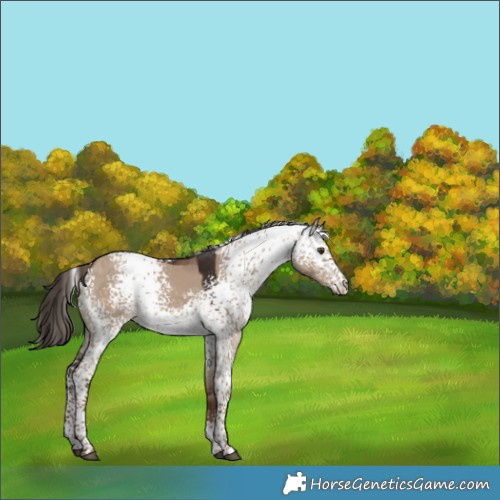 Horse Color:White Spotted Liver Red Dun 