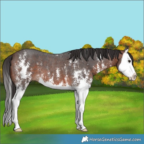 Horse Color:Brown Sabino Splash