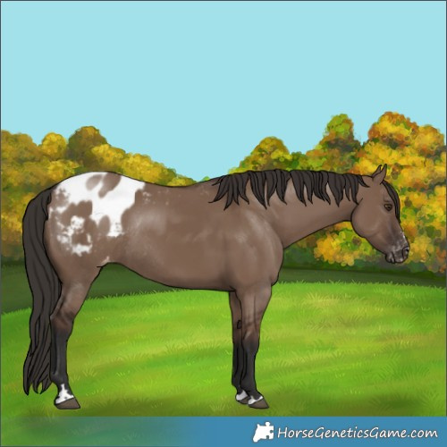 Horse Color:Liver Red Dun Appaloosa Rabicano 