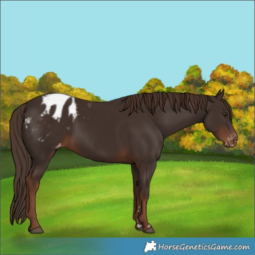Horse Color:Liver Chestnut Appaloosa 