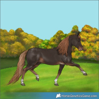 Horse Color:Liver Chestnut Tobiano 