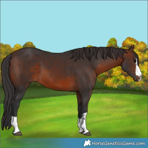 Horse Color:Brown 