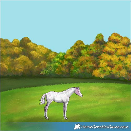 Horse Color:Watercolor White Spotted Silver Black Sabino Appaloosa Rabicano 