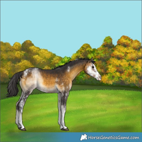 Horse Color:Buckskin Onyx Sabino 
