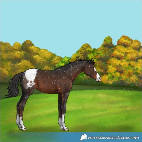 Horse Color:Liver Chestnut Appaloosa 