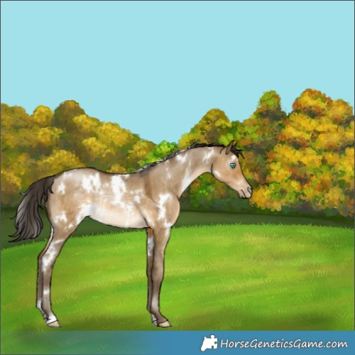 Horse Color:Gray White Spotted Buckskin Pearl Dun Rabicano 
