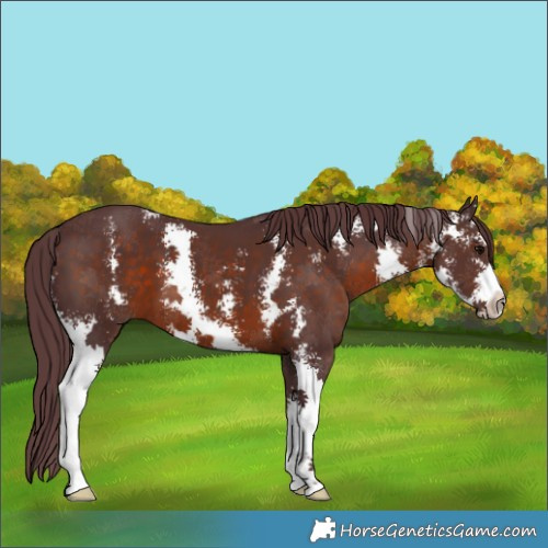Horse Color:Chocolate Brown Sabino 