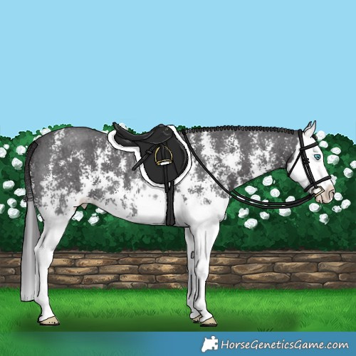 Horse Color:Smoky Black Sabino Splash 
