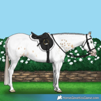 Horse Color:Gray Amber Cream Champagne Sabino Splash Tobiano Near Leopard Rabicano 