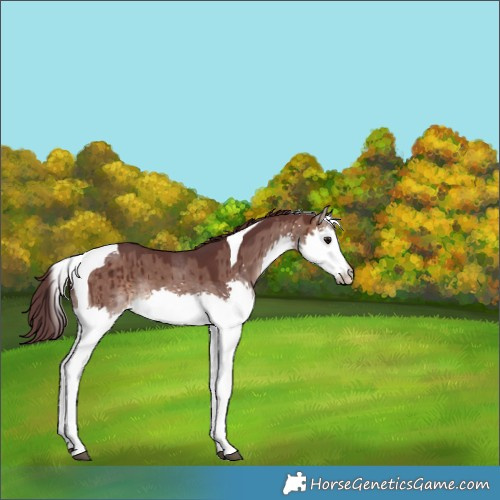 Horse Color:Chocolate Bay Dun Splash Tobiano Brindle