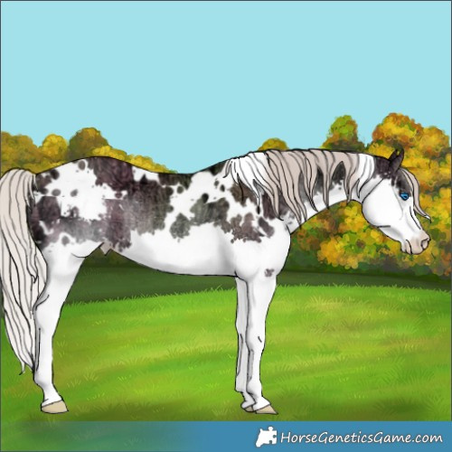 Horse Color:White Spotted Silver Grullo Ice Splash Rabicano