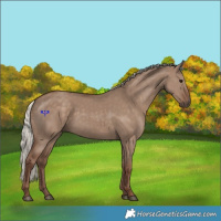 Horse Color:Silver Grullo 