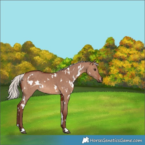 Horse Color:White Spotted Chocolate Silver Brown Dun